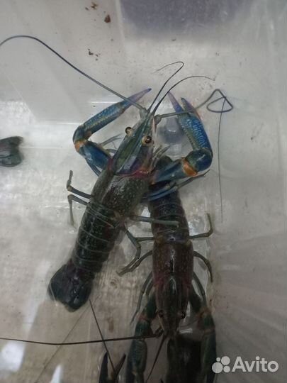 Красноклешневый австралийский рак. (малек)