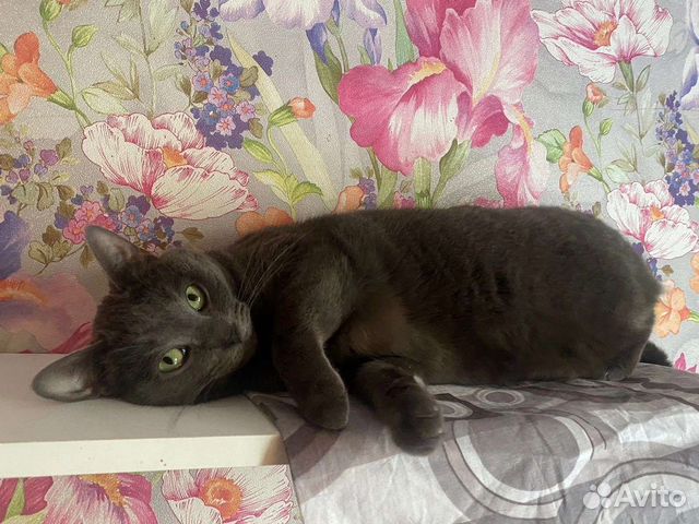 Русская голубая