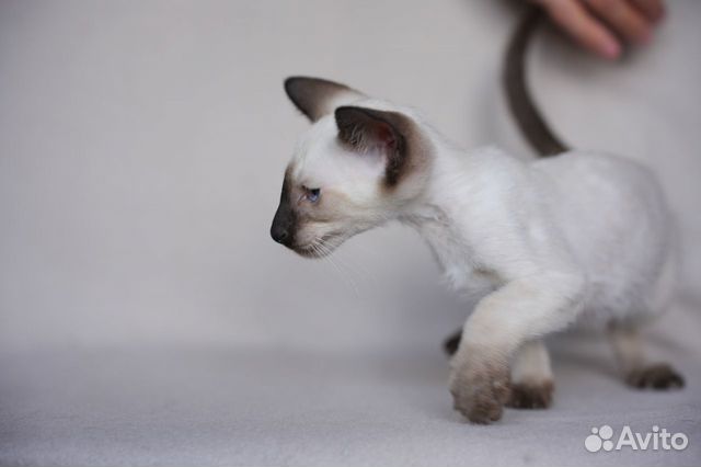 Сиамские клубные котята объявление продам