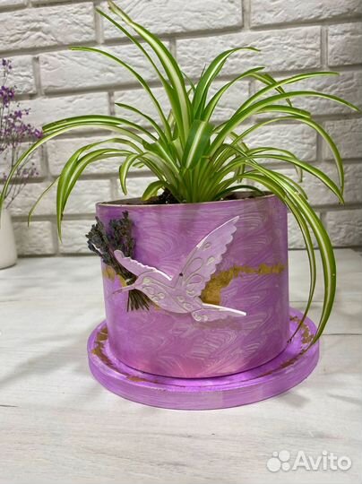 Комнатные растения в кашпо