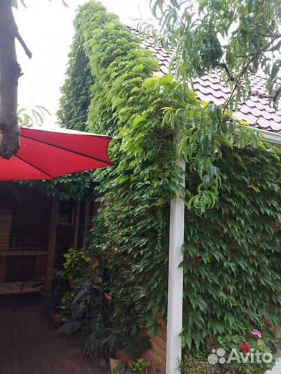 Виноград Вичи