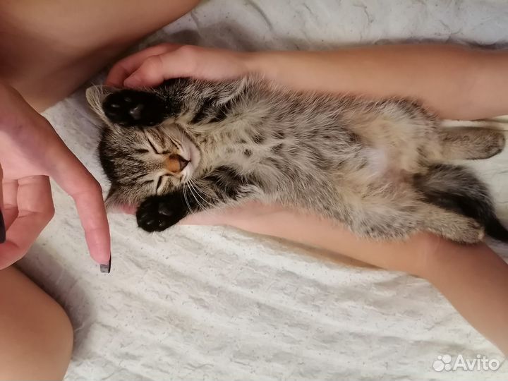 Котята