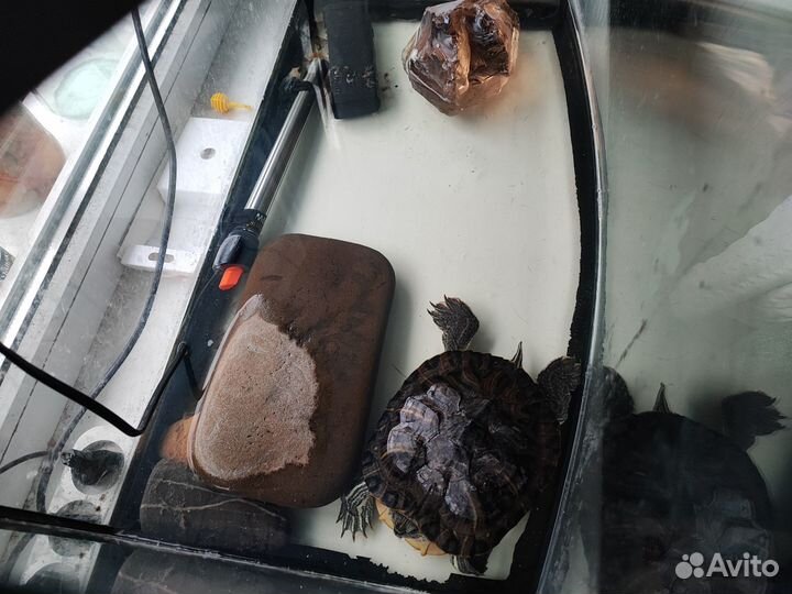 Красноухая черепаха с аквариумом