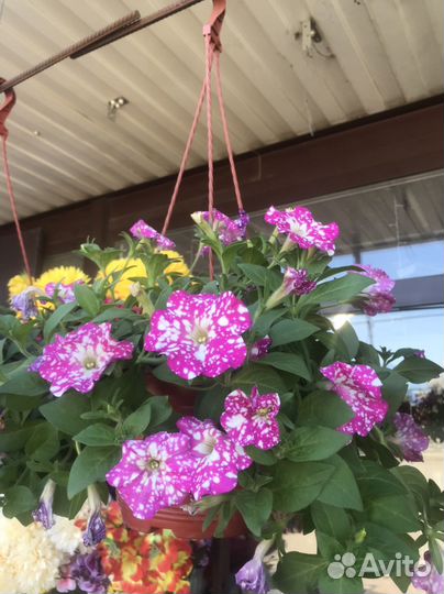 Петуния ампельная