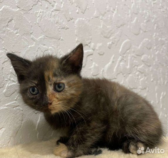 Кошки бесплатно