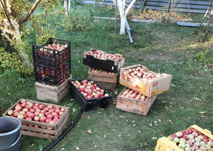 Яблоки со своего сада, от 5кг