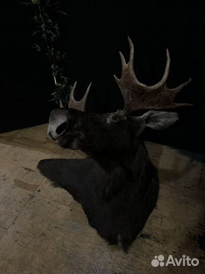 Чучело головы лося