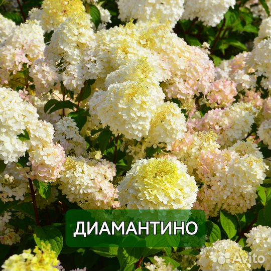 Гортензия Диамантино Пинкачу Пандора Полестар