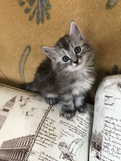 Отдам котят в добрые руки