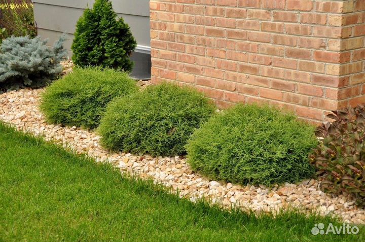 Туя Боулинг Болл