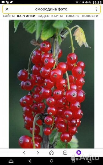 Смородина (черенки )