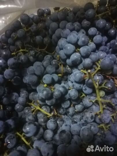 Винный виноград