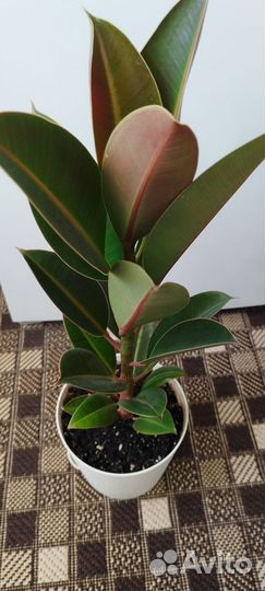 Фикусы Мелани, Бенгальский