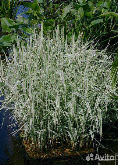 Фалярис (или Канареечник). Хоста обычная