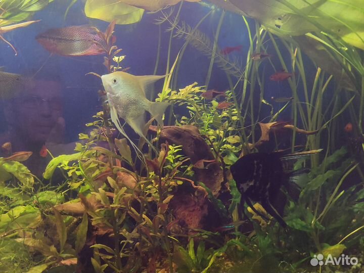 Аквариумные рыбки отдам бесплатно