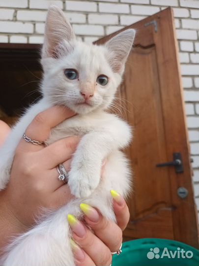 Котята в добрые руки бесплатно