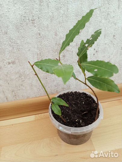 Лавровый лист