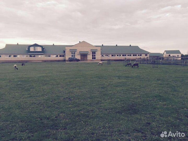 Постой лошадей