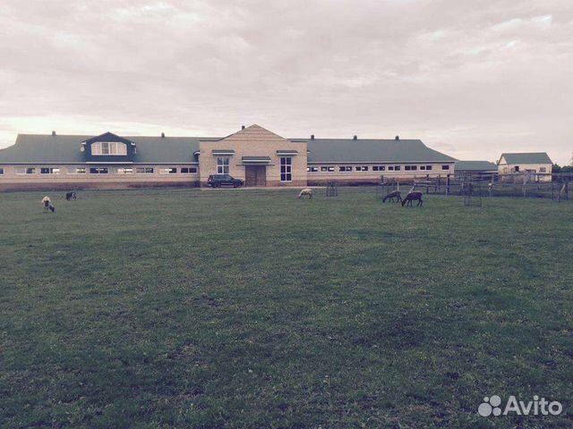 Постой лошадей