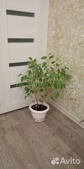 Фикус бенджамина пестролистный