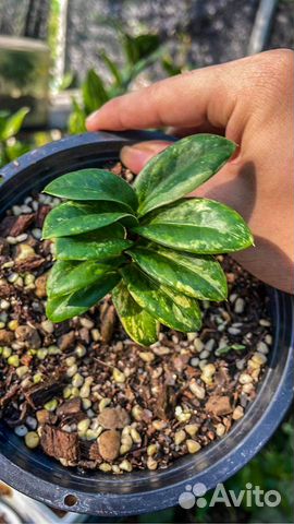 Замиокулькас Зензи вариегатный купить в Москве | Товары для дома и дачи ...