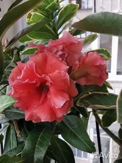 Адениум. Сорт 