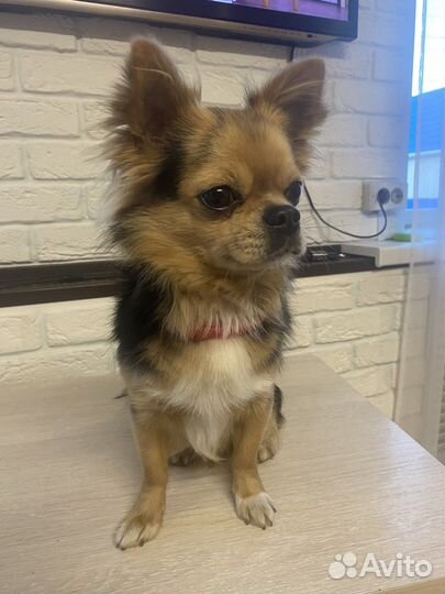 Мини чихуахуа вязка