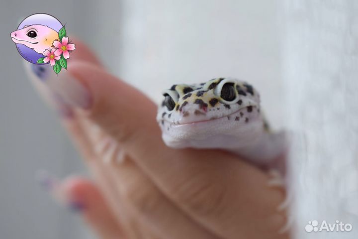 Геккон эублефар