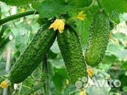 Свежий огурец