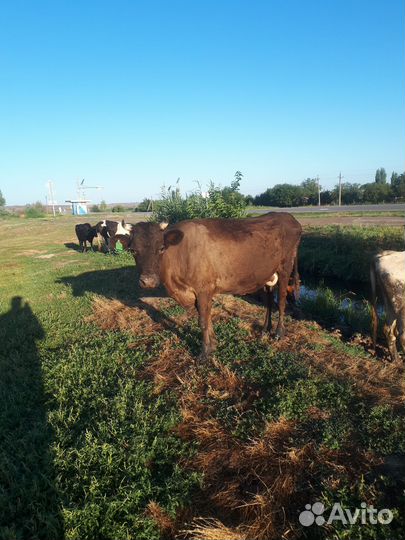 Сельхоз животные