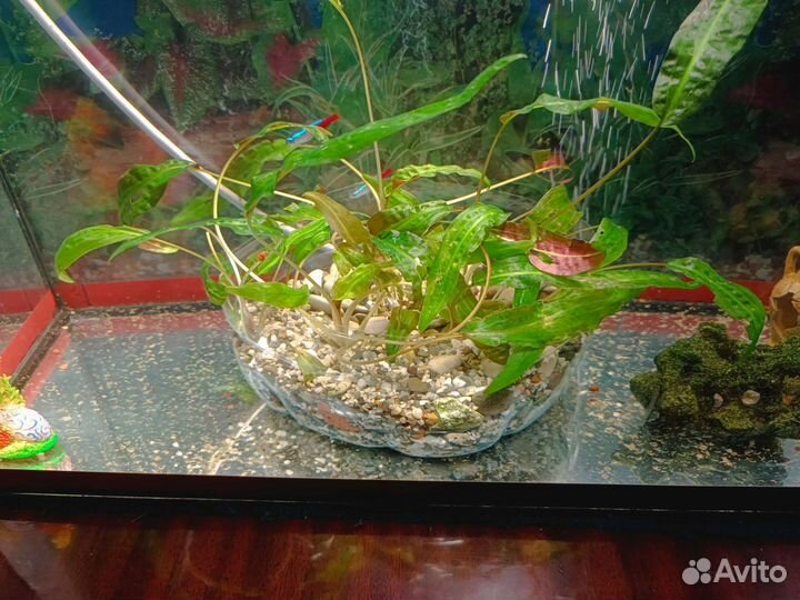 Водоросли для аквариума 5шт