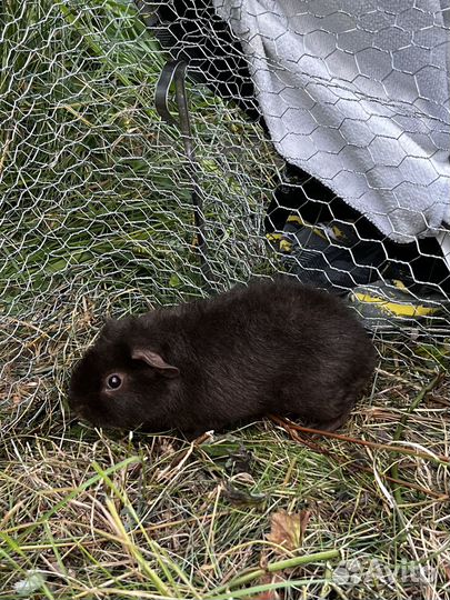 Морские свинки Американские тедди