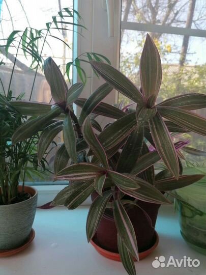 Большой рэо триколор