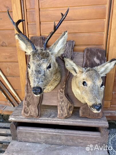 Чучело птицы