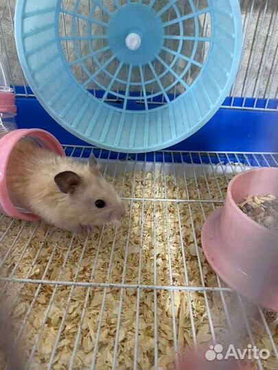 Сирийский хомяк бесплатно