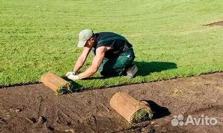 Продажа Рулонного газона