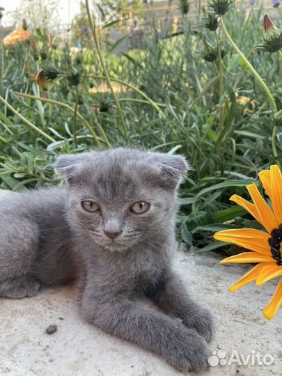 Кошки в добрые руки бесплатно