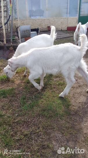 Козлята ламанчата