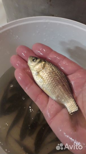 Живой карась