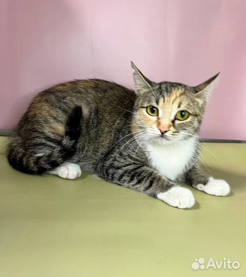 Кошка Эстер хочет стать домашней