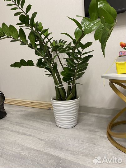 Замиокулькас