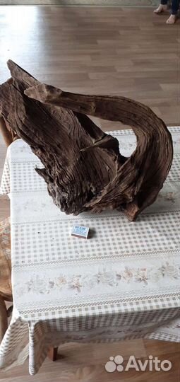 Коряга мангровая