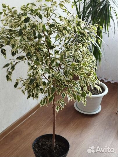 Фикус бенджамина