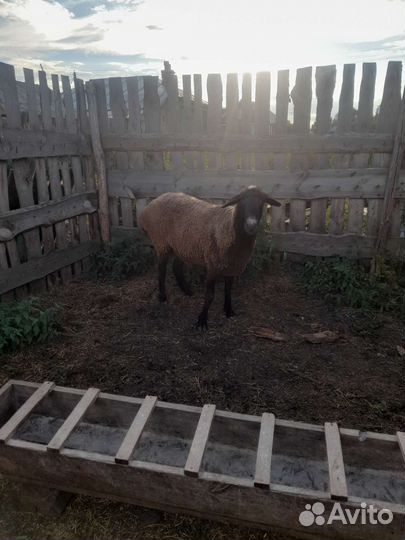 Баран племенной эльдибай