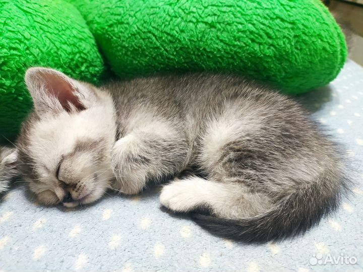 Британский котенок
