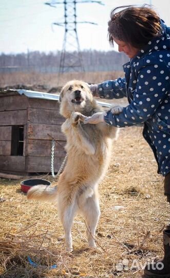 Собаки бесплатно в добрые руки