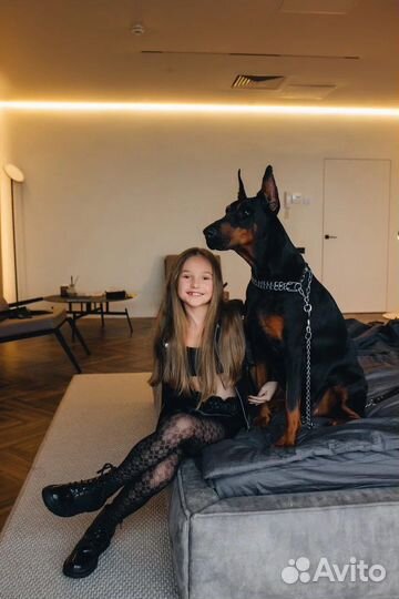 Доберман для фотосессии