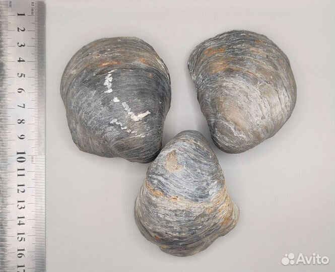 Грифеи Gryphaeidae (8 см), Россия / Окаменелости