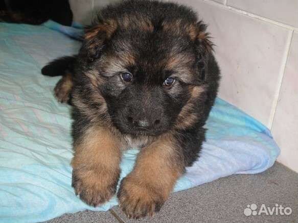 Щенки немецкой овчарки