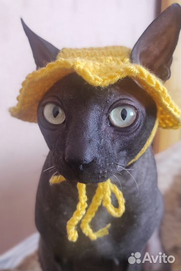 Донской сфинкс